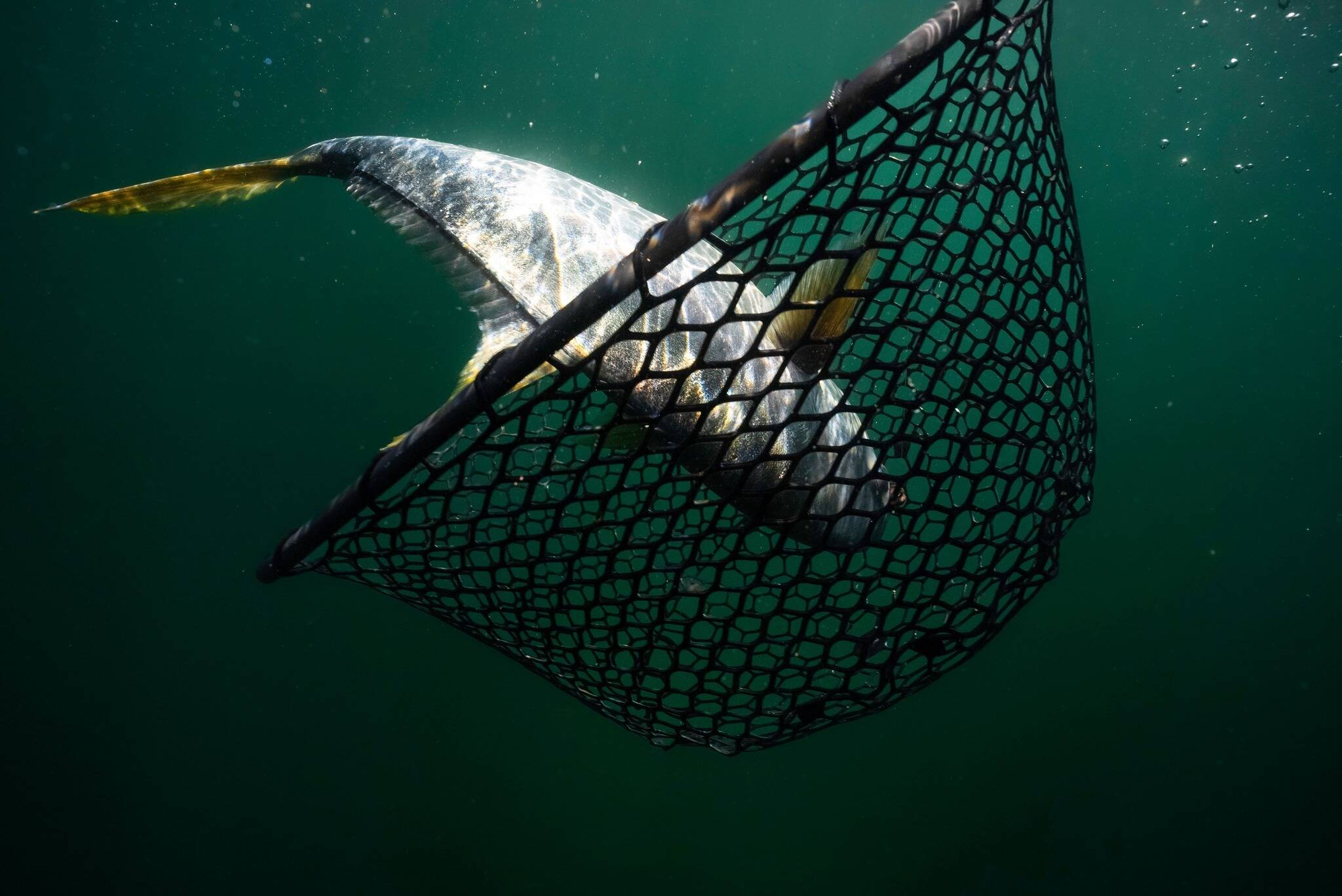 614045304 1436177358518112 8331507704936554593 n