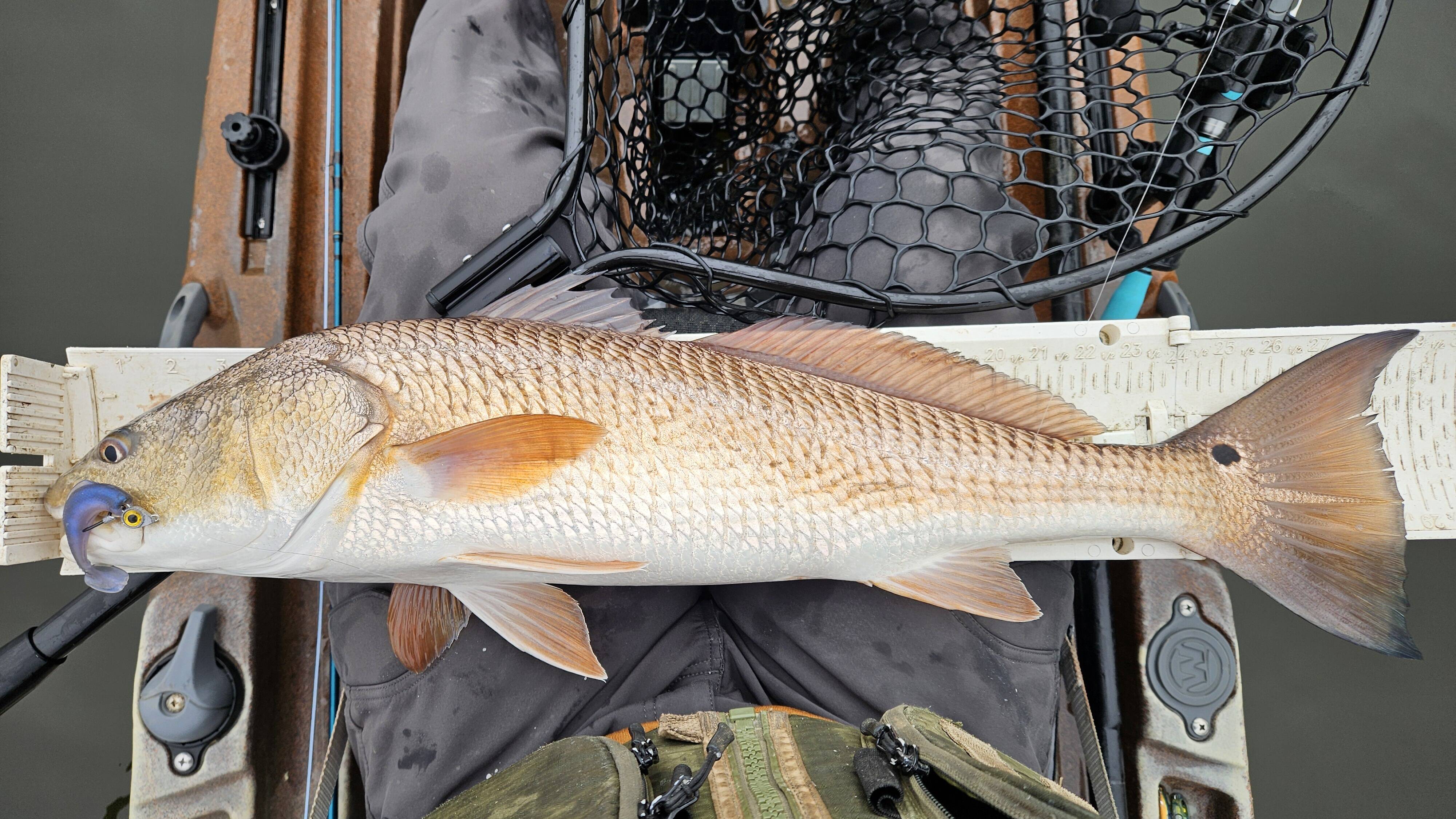 MinnowZ Texas Eye Red 2