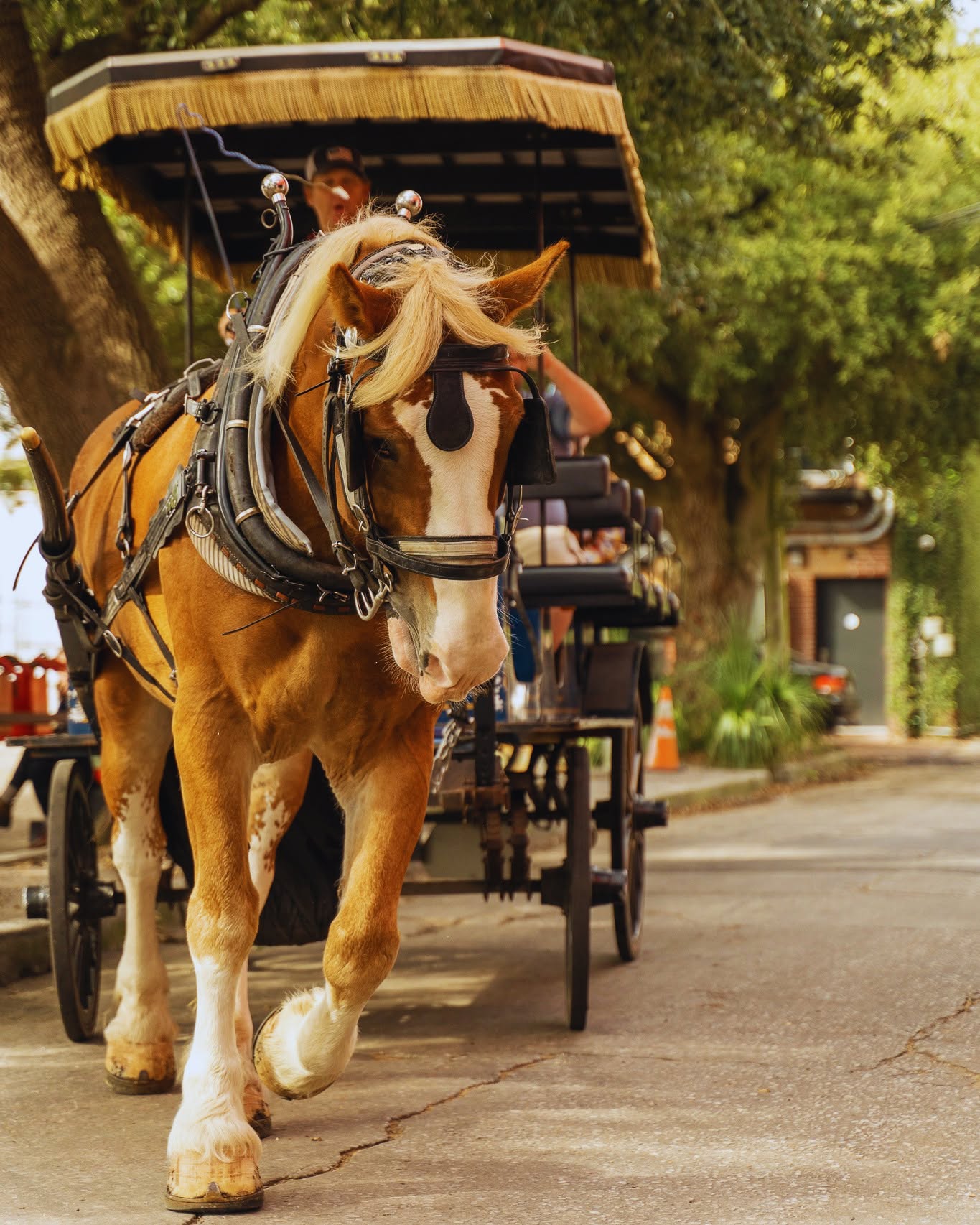 Downtown Charleston Carriage Tour Incident Leaves Driver and Passenger Injured