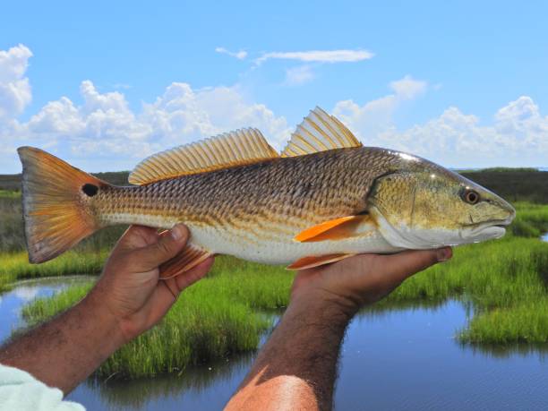 Redfish Fishing in Charleston