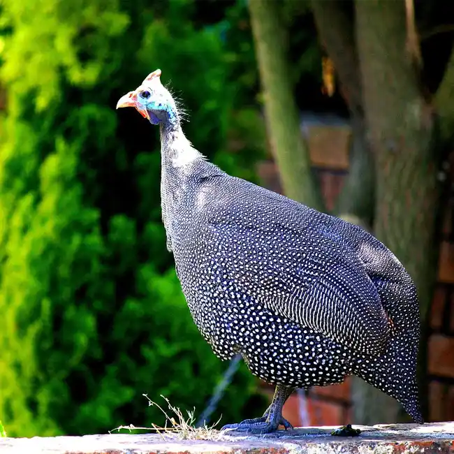 Downtown's guinea fowl: A Lowcountry love story - CHStoday