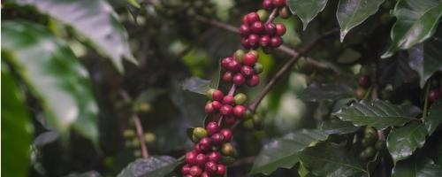 Tracer Origin Coffee
