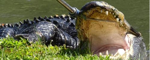 Critter Control