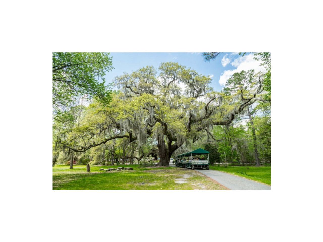 Sensory-Friendly Hour at Magnolia Plantation & Gardens