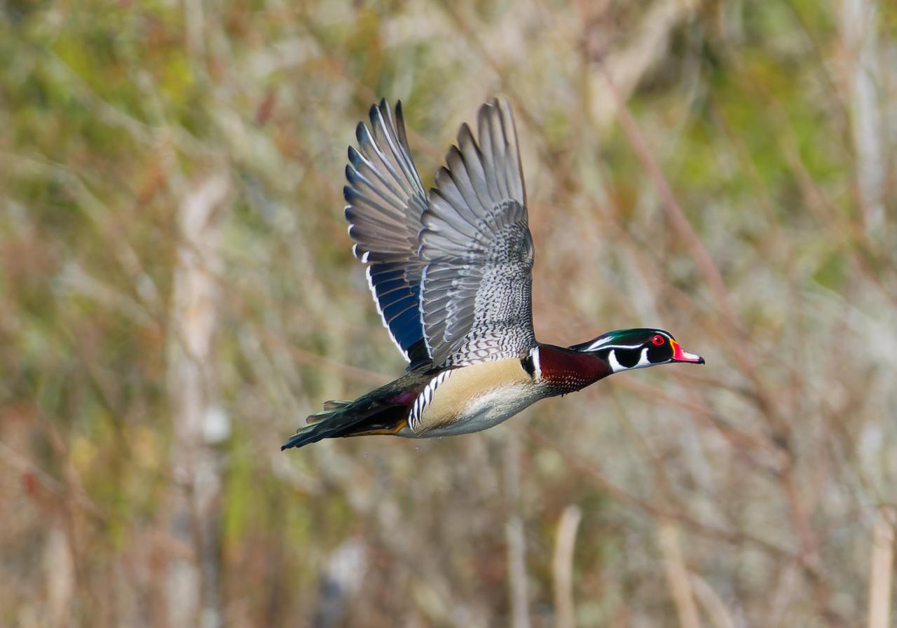 Birding Tour at Magnolia