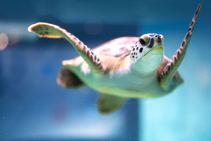 SC Aquarium Virtual Event: Saving Sea Turtles