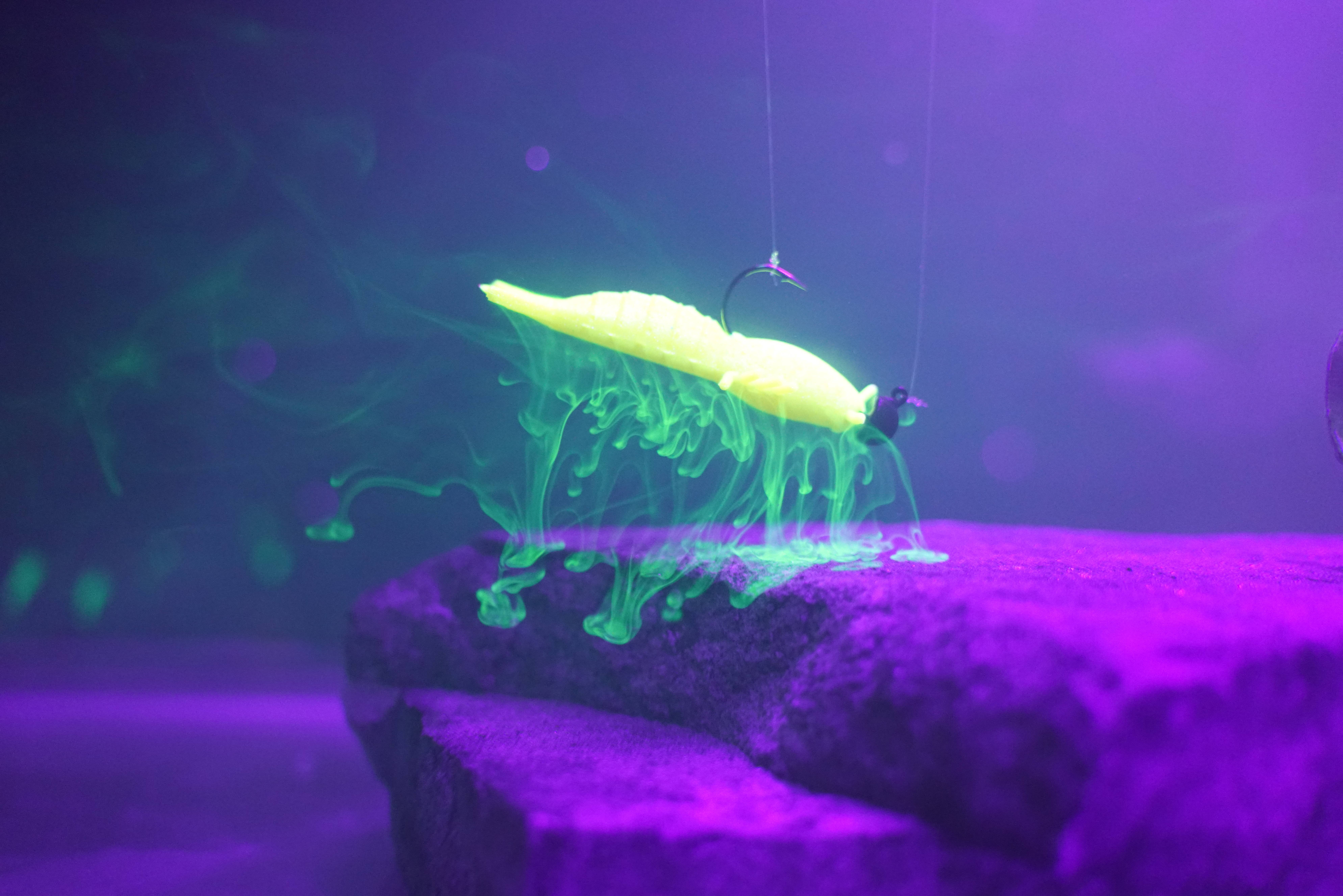 q8 shrimp shedding scent under uv light 